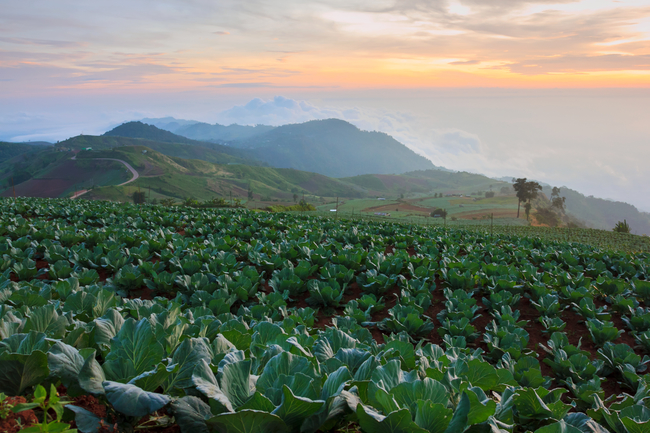 Best places to view the sea of mist in Thailand: Endless sea of cabbages and mist at Phu Tub Berk in Phetchabun