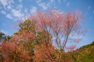 Things to do in Nan, Thailand: Chomphu Phu Kha blossoms at Doi Phu Kha National Park