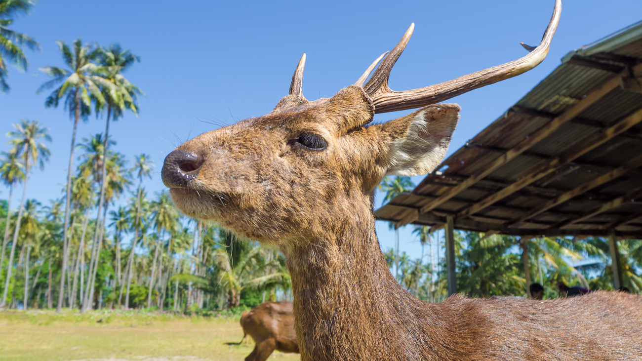 Best islands near Bangkok: Koh Kradad, Thailand's deer island