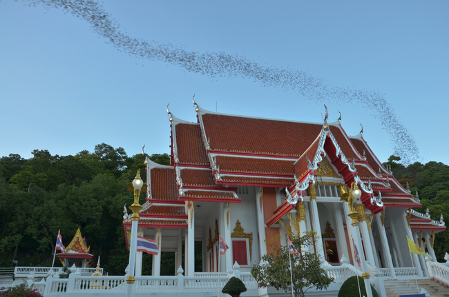 Things to do in Ratchaburi, Thailand: The black flights at Wat Khao Chong Pran