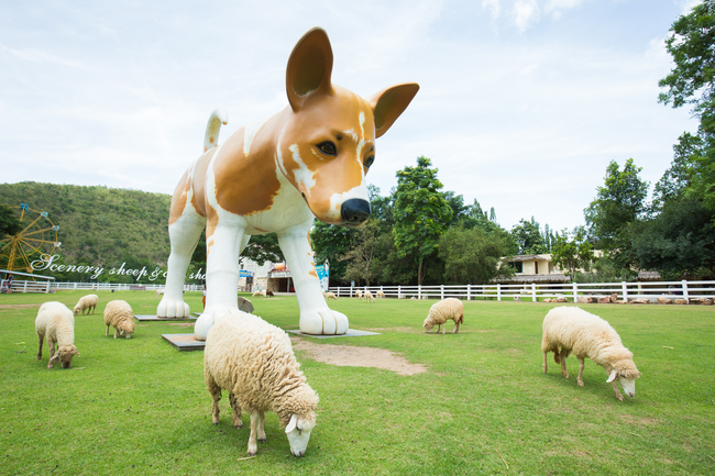 Things to do in Ratchaburi, Thailand: Woof woof, baa baa at The Scenery Vintage Farm