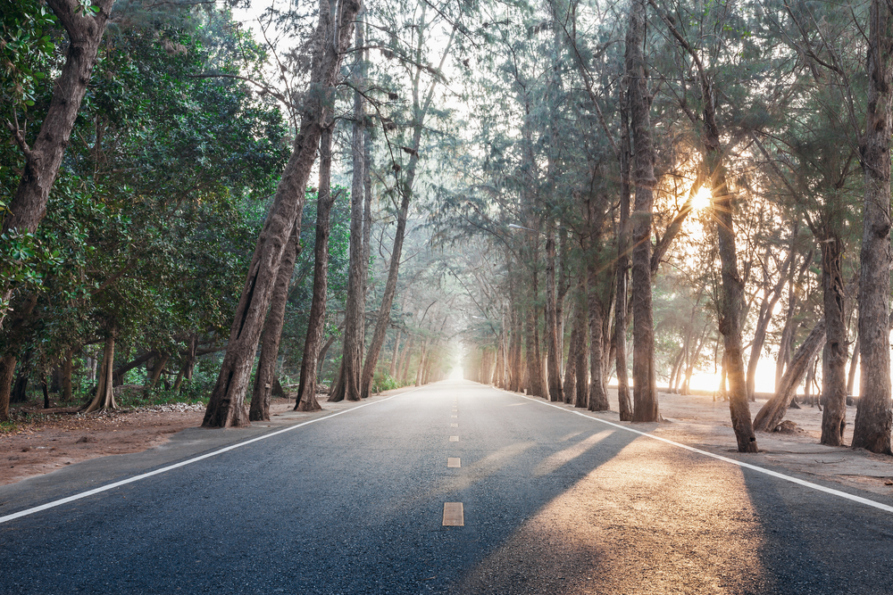 Things to do in Rayong, Thailand: Casuarina tunnel along Suan Son Beach