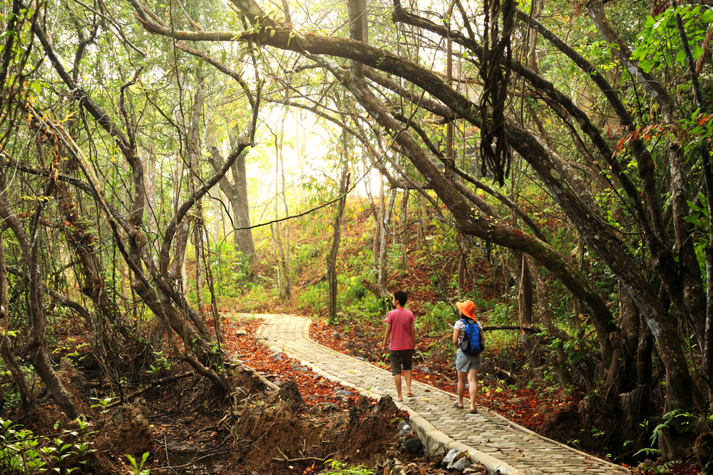 Things to do in Satun, Thailand: Forest on Tarutao National Marine Park