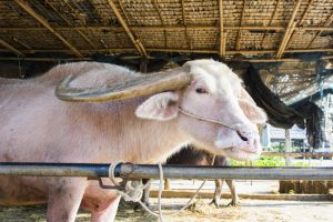 Things to do in Suphan Buri, Thailand: A rare white buffalo at Buffalo Village