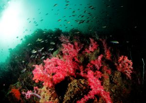 Things to do in Trang, Thailand travel guide