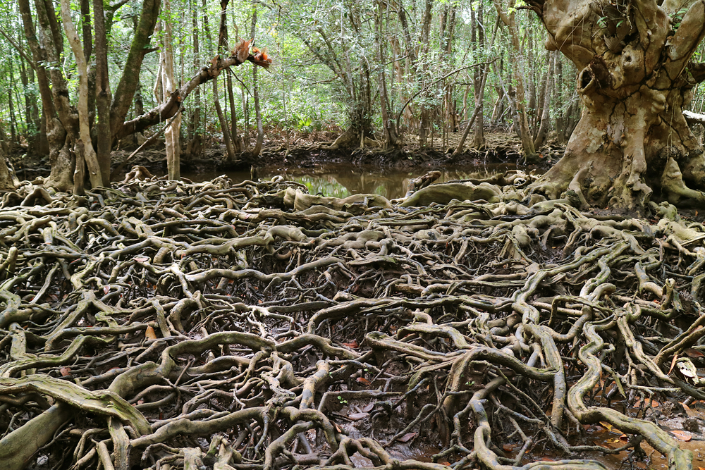 Things to do in Trat, Thailand: The revelation during low tide at Ban Tha Ranae