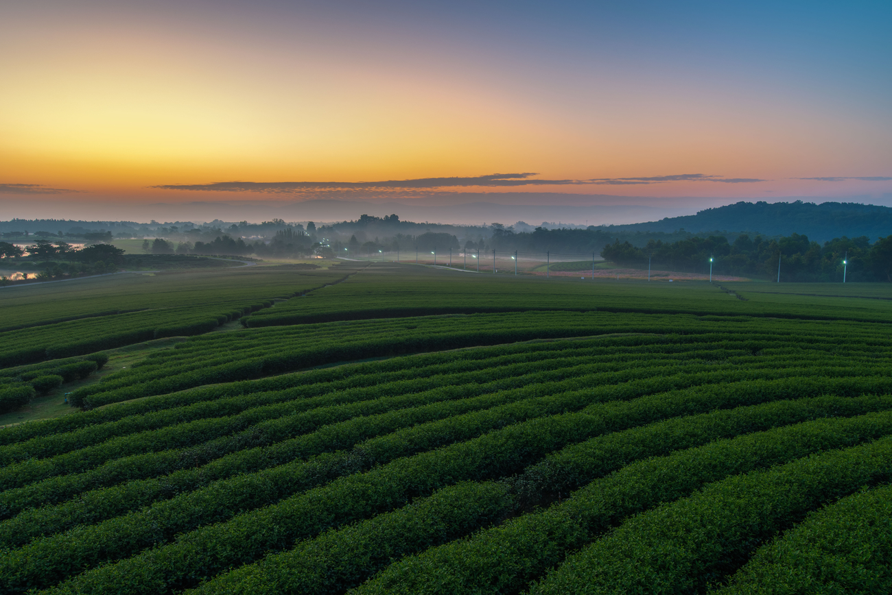 A misTEA morning at Singha Park, Chiang Rai