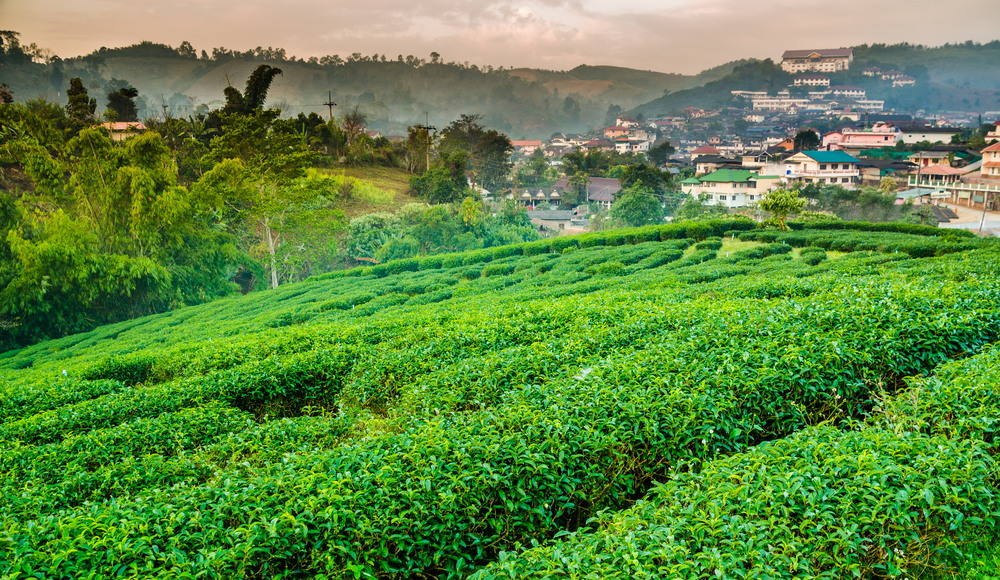 Top tea plantations in Thailand: The origin of Thai oolong tea on Doi Wawee, Chiang Rai