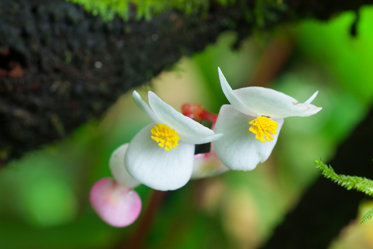 Things to do in Nakhon Si Thammarat, Thailand: Orchid oasis at Khao Luang National Park, Krung Ching