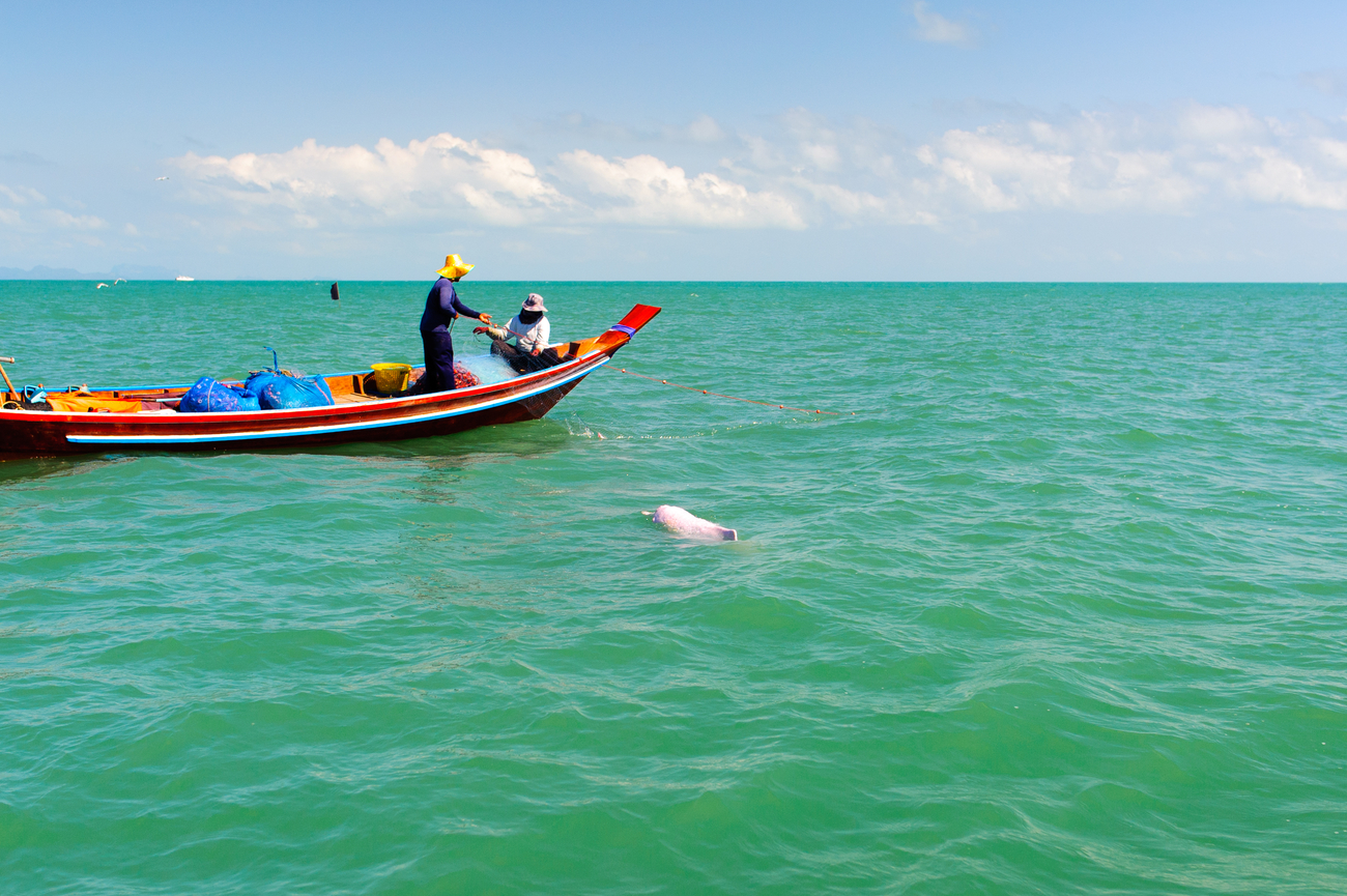 Things to do in Nakhon Si Thammarat, Thailand: See pink in Khanom sea