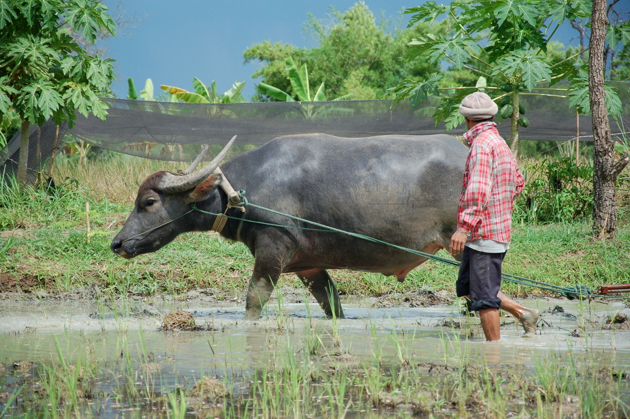 Things to do in Sa Kaeo, Thailand: Best friends forever at Kasornkasivit Agricultural School