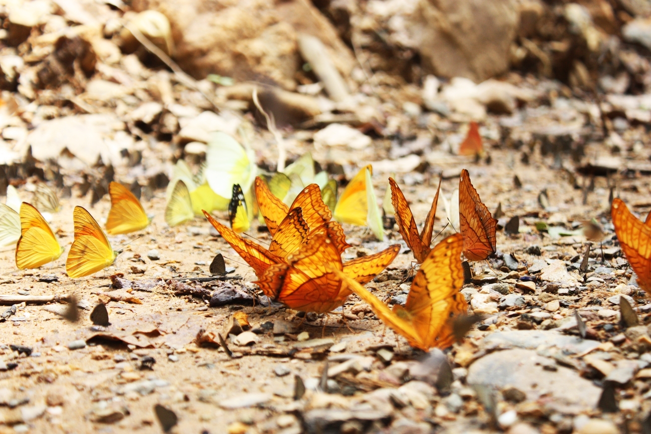 Things to do in Sa Kaeo, Thailand: Butterfly dreams at Pang Sida National Park